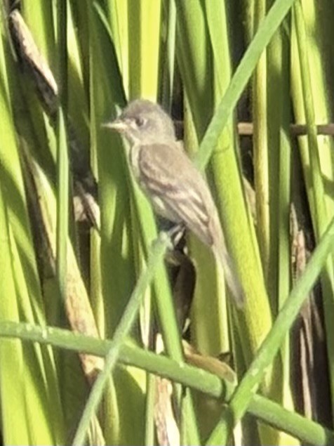 Willow Flycatcher - ML642453450