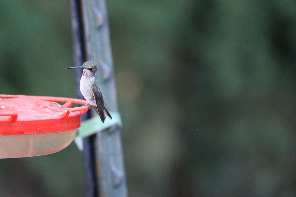 Black-chinned Hummingbird - ML642453454