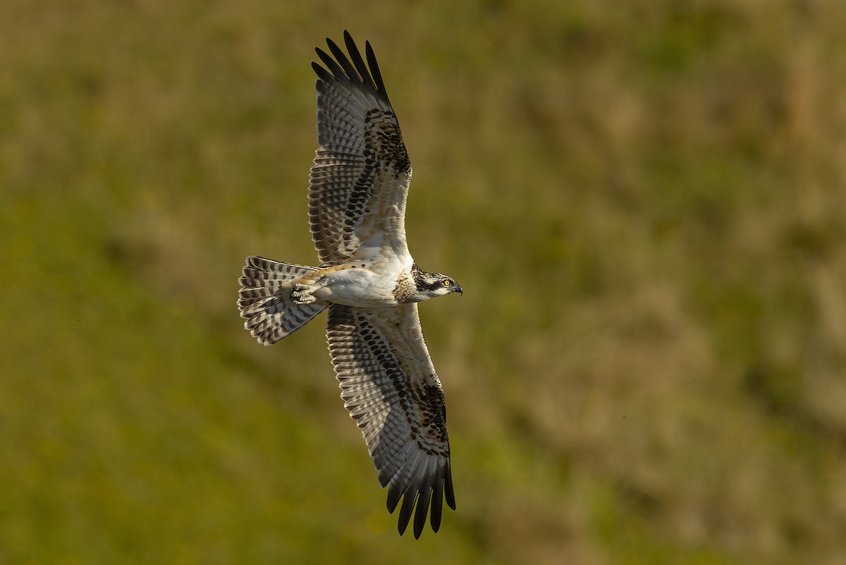 Águila Pescadora - ML642453470