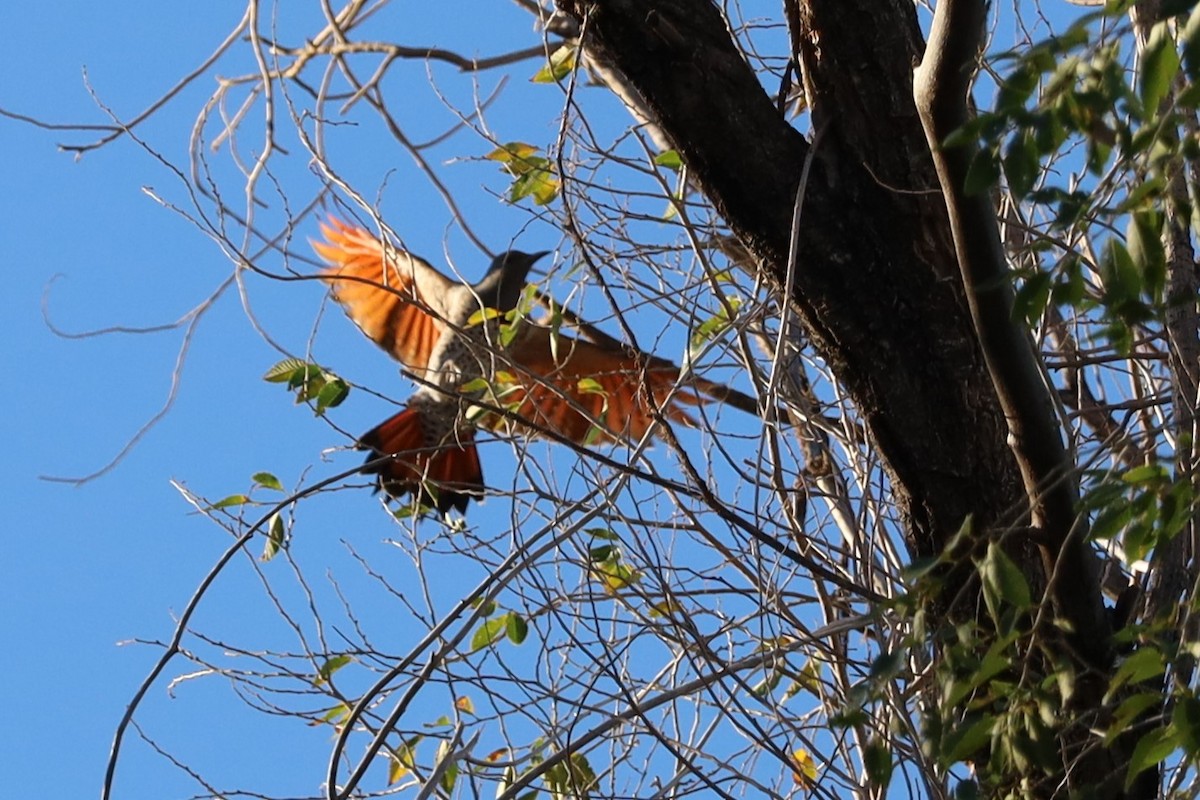 Northern Flicker - ML642453476