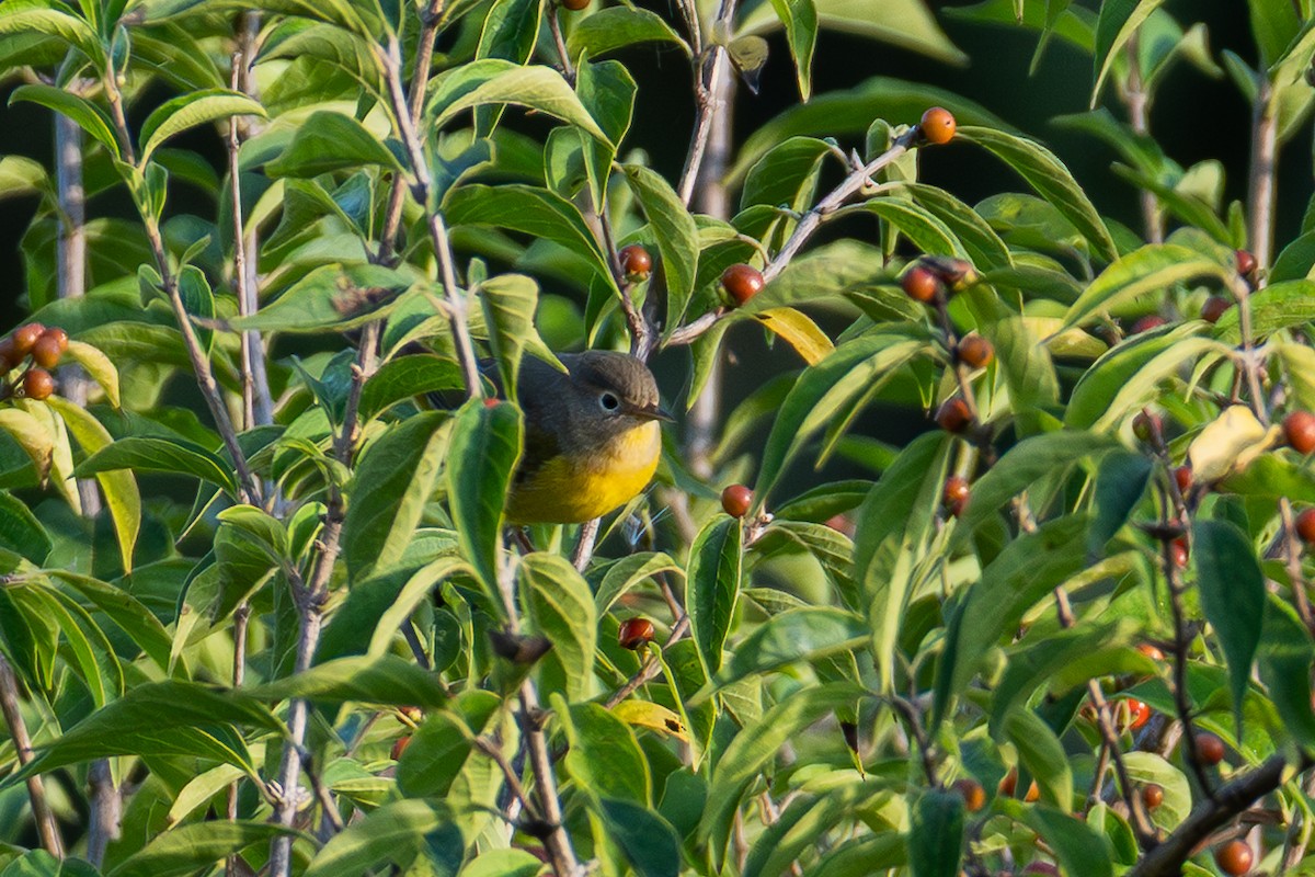 Nashville Warbler - Alex Kim