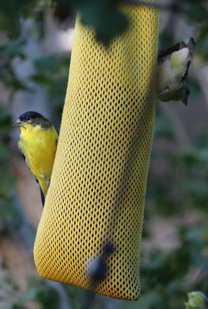 Lesser Goldfinch - ML642453529