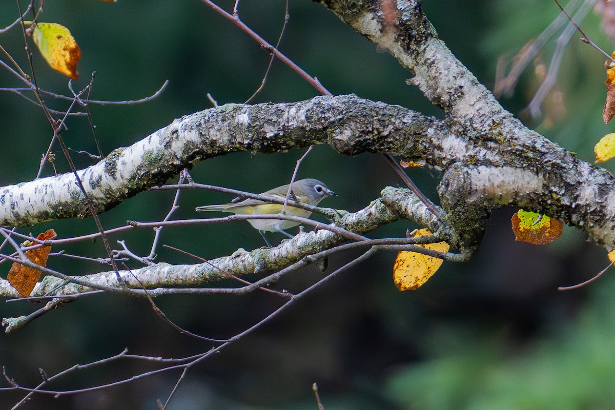 Blue-headed Vireo - ML642453531