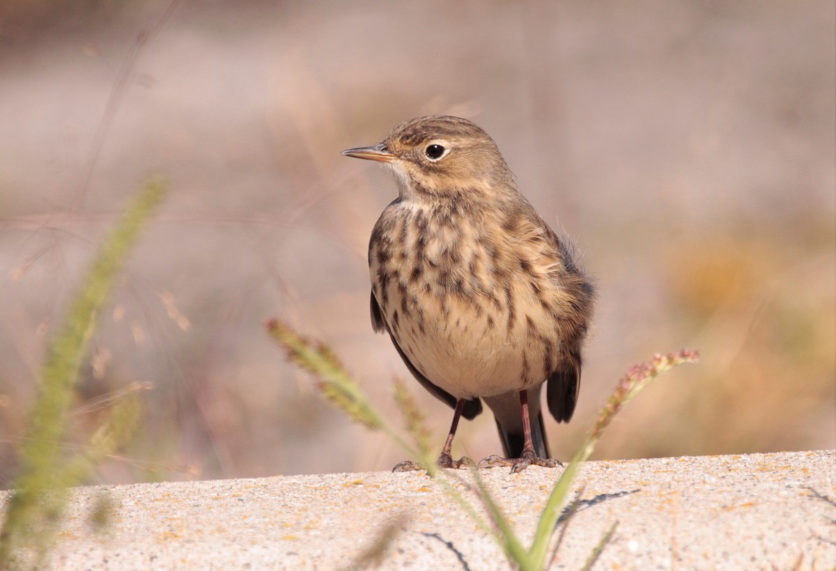 American Pipit - ML642453548