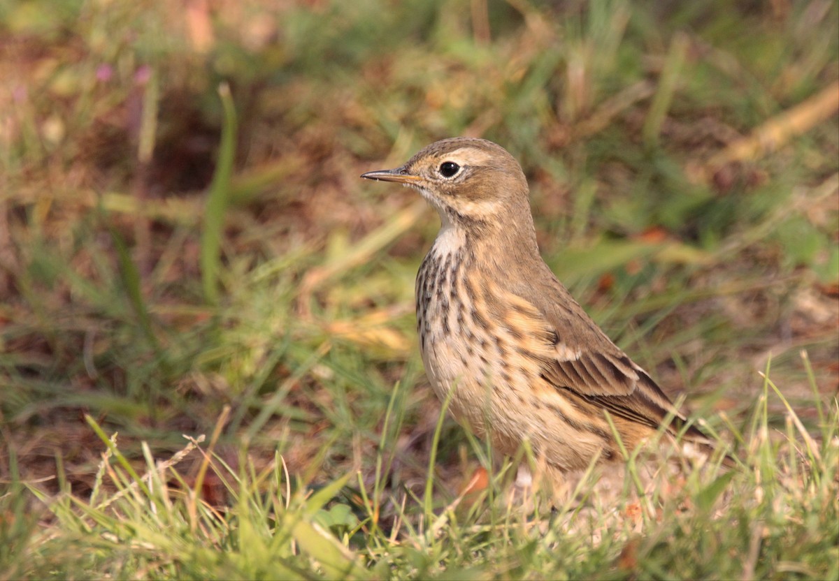 American Pipit - ML642453549