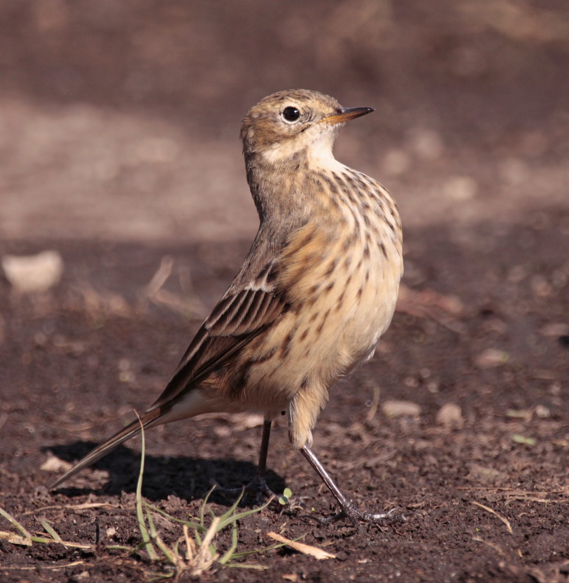 American Pipit - ML642453550