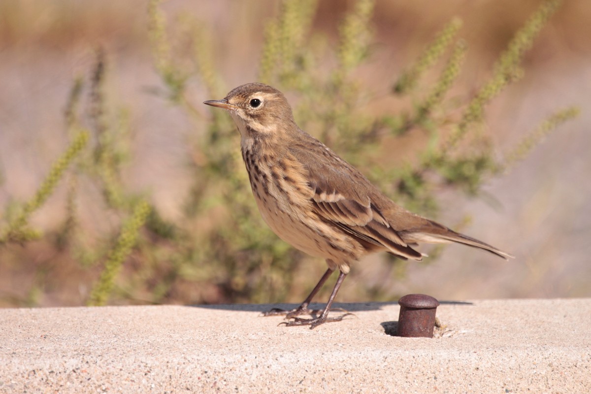 American Pipit - ML642453551