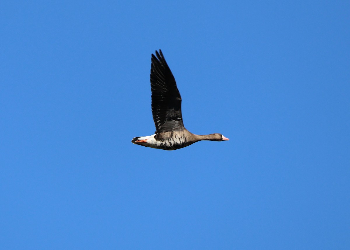Greater White-fronted Goose - ML642453552