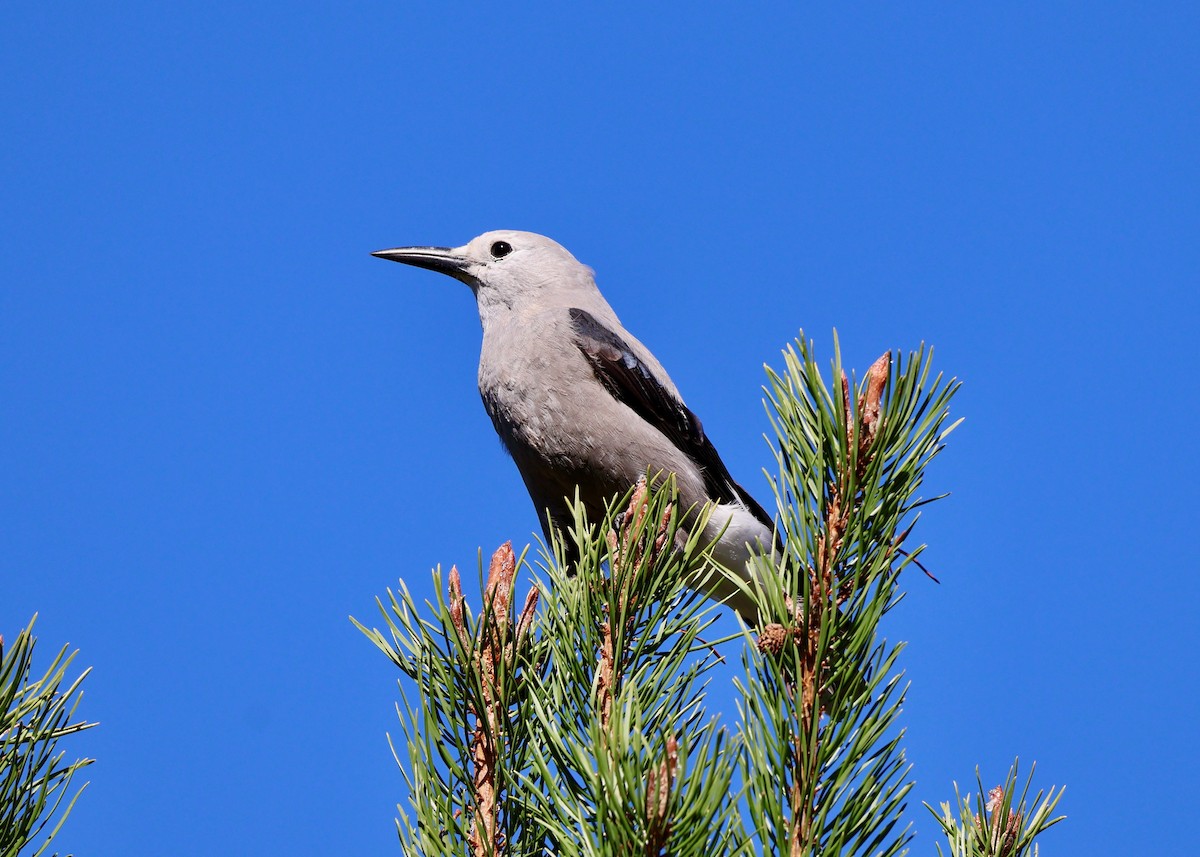 Clark's Nutcracker - ML642453555