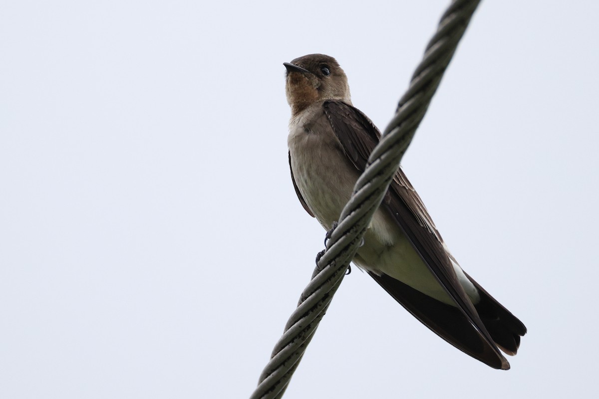 Southern Rough-winged Swallow - ML642453585
