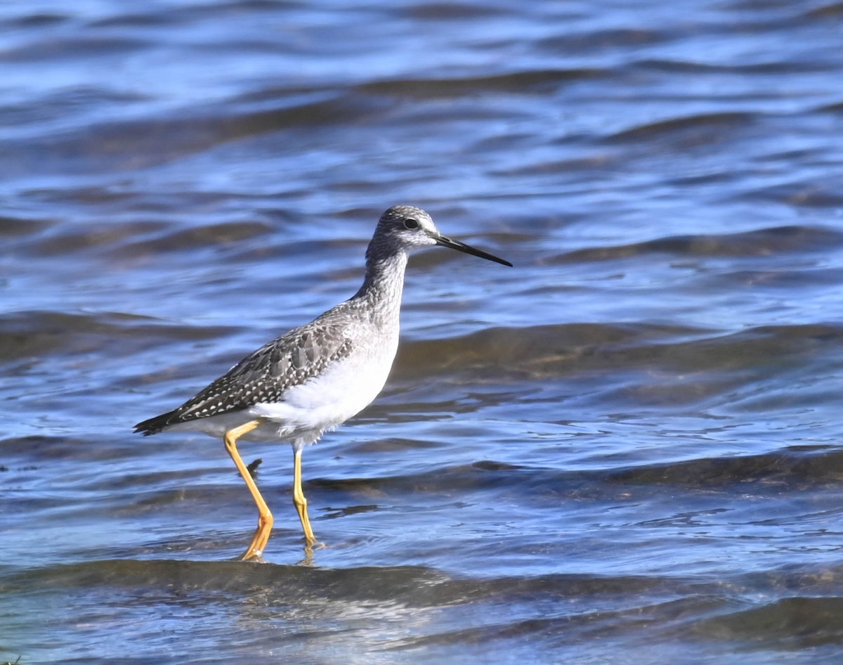 plystresnipe - ML642453606