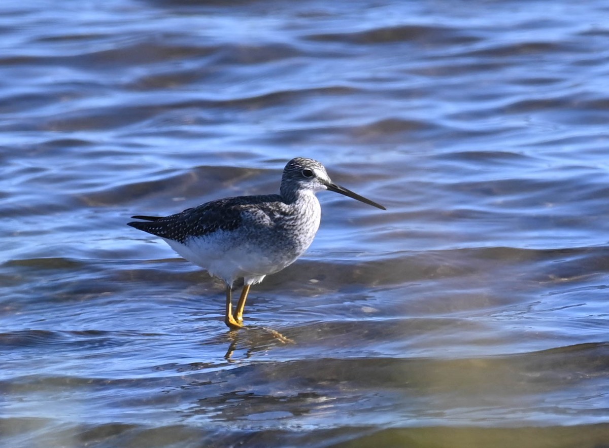 plystresnipe - ML642453607