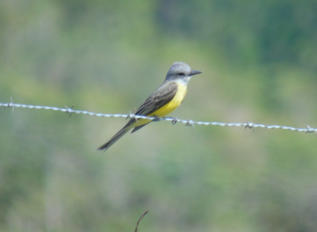 Tropical Kingbird - ML642453616