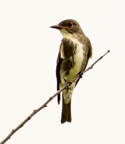 Olive-sided Flycatcher - ML642453663