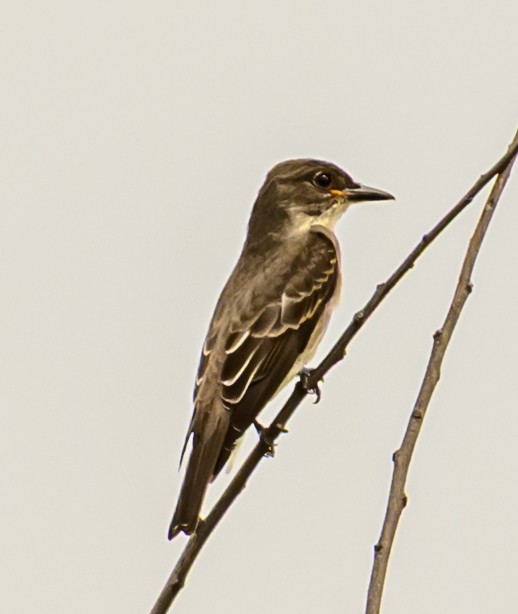 Olive-sided Flycatcher - ML642453664