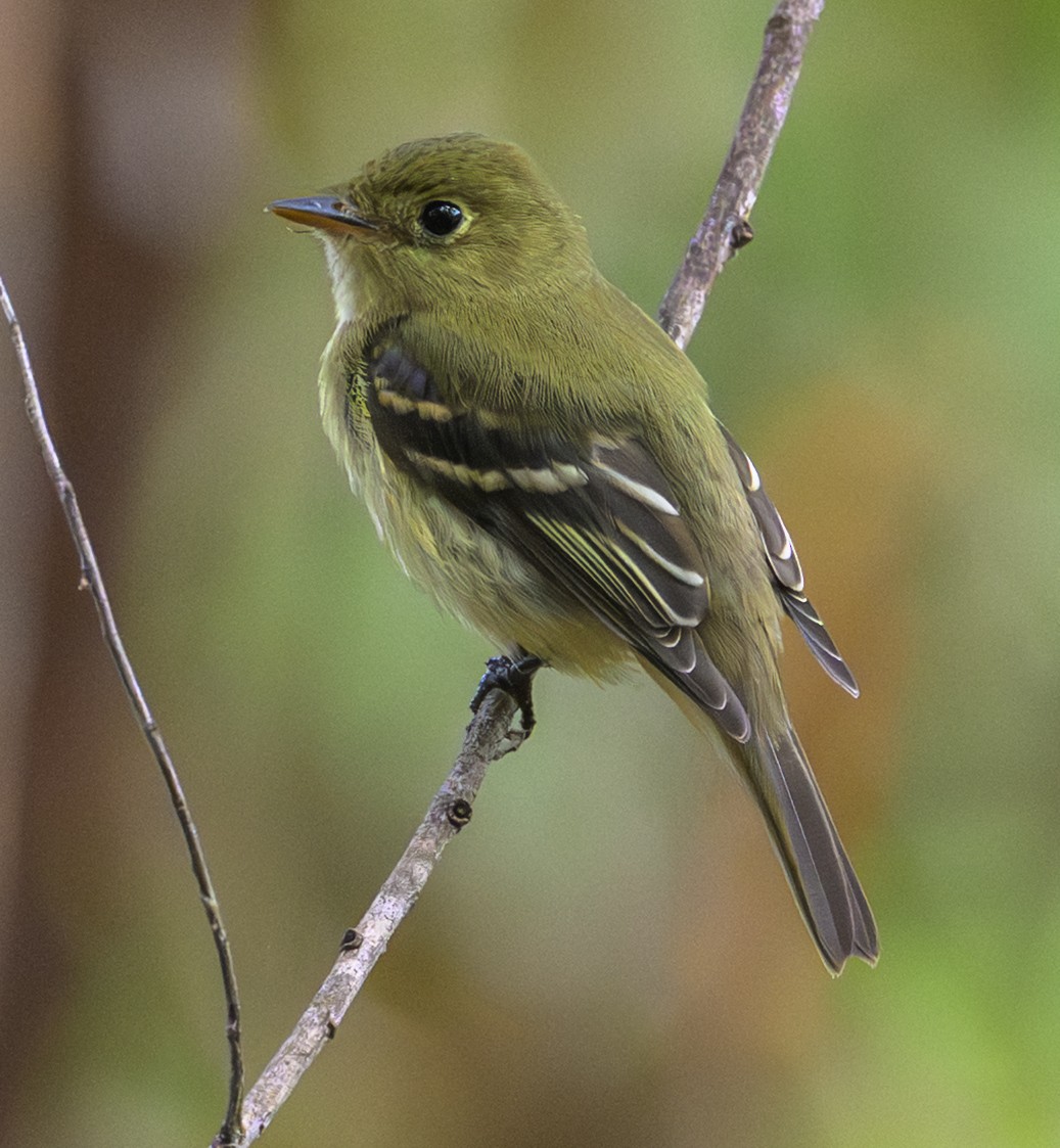Yellow-bellied Flycatcher - ML642453674