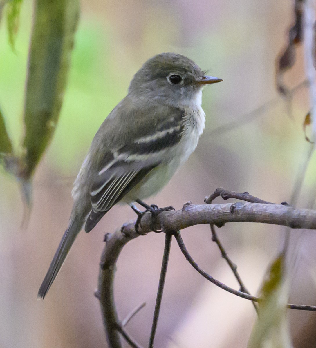 Least Flycatcher - ML642453684
