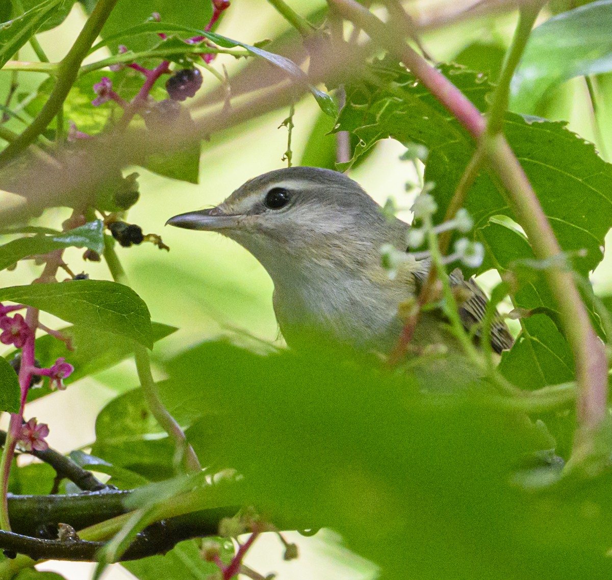 Warbling Vireo - ML642453685