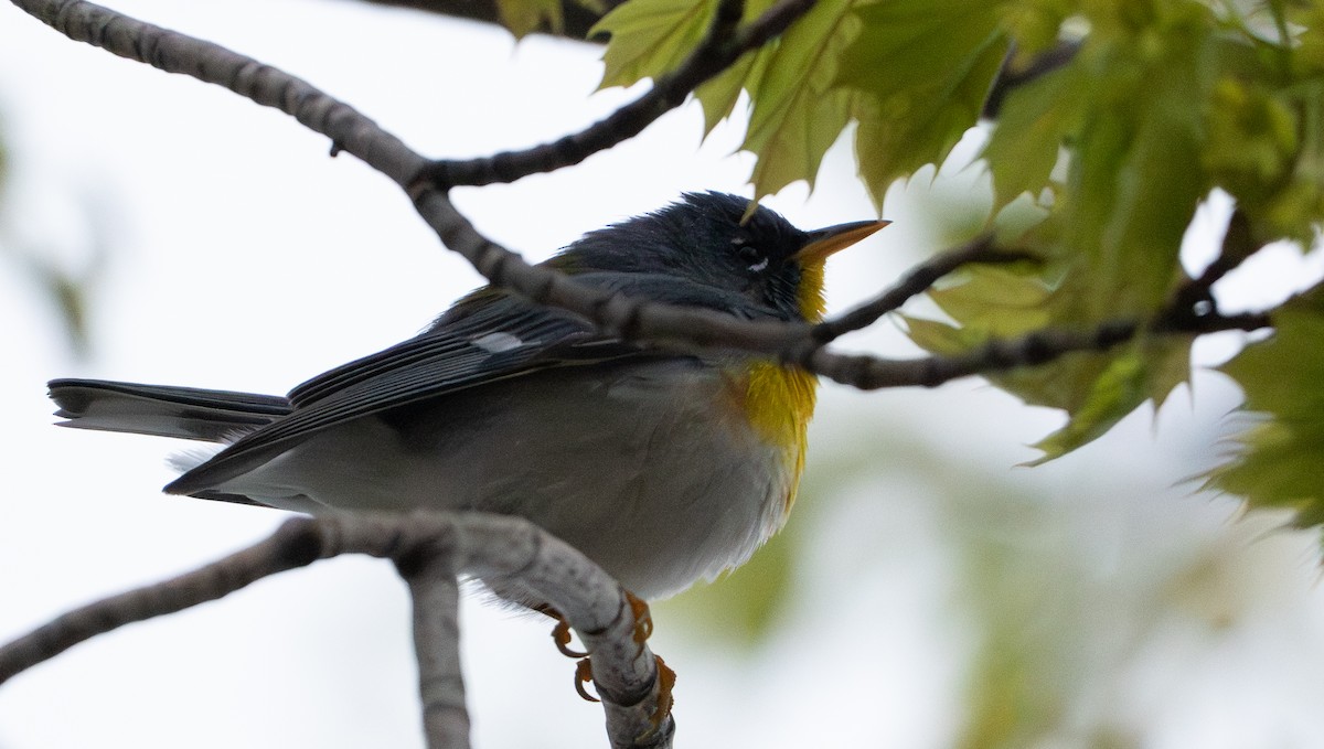Northern Parula - ML642453688
