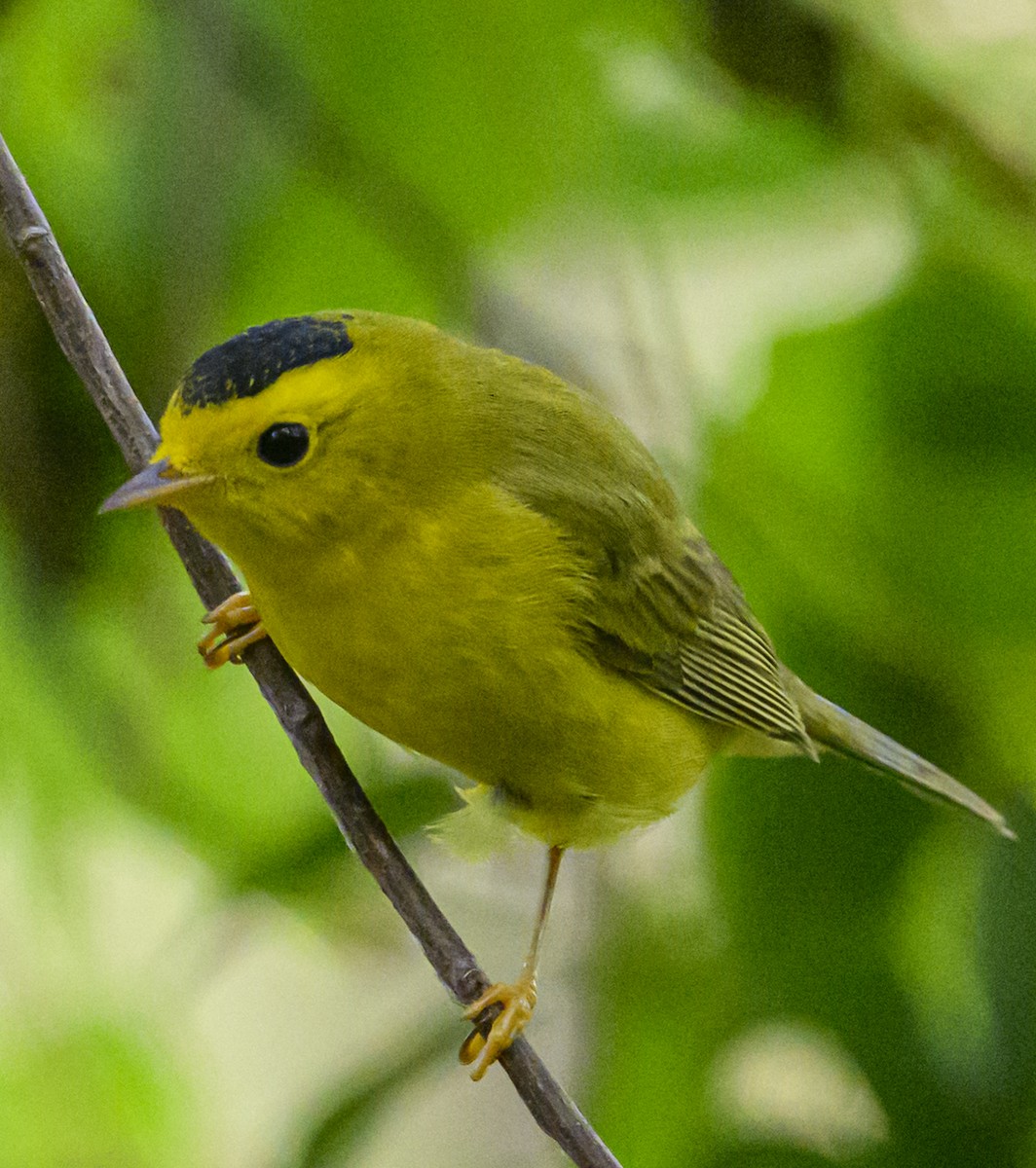 Wilson's Warbler - ML642453689