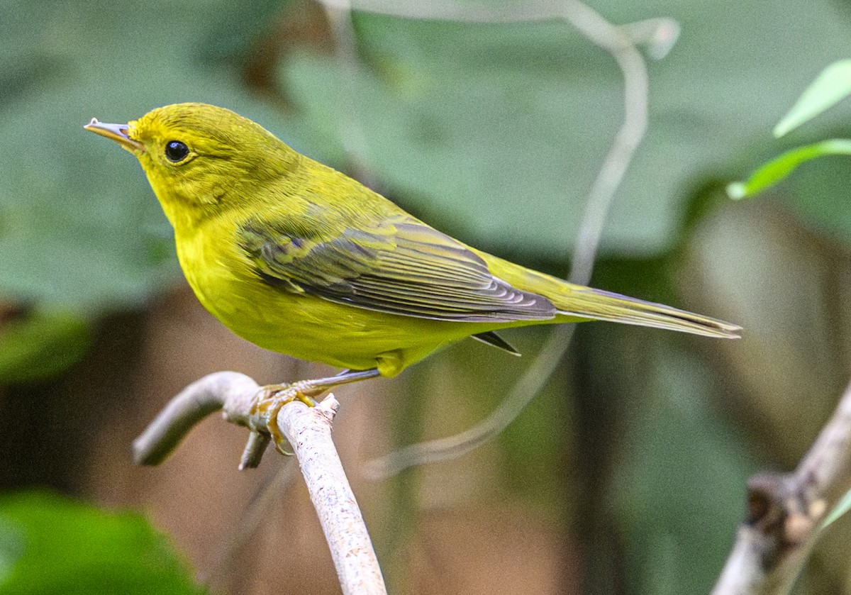 Wilson's Warbler - ML642453690