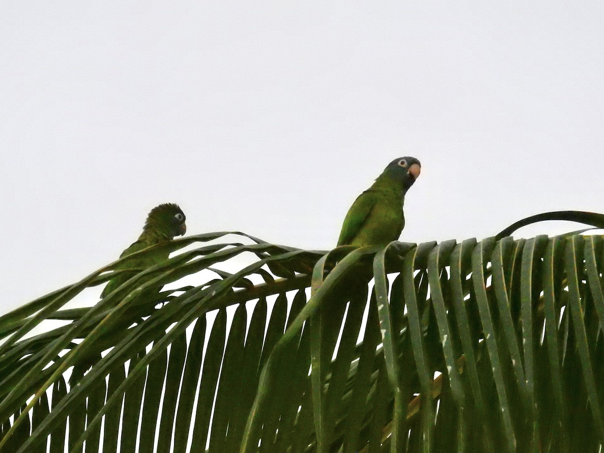 Blue-crowned Parakeet - ML642453704
