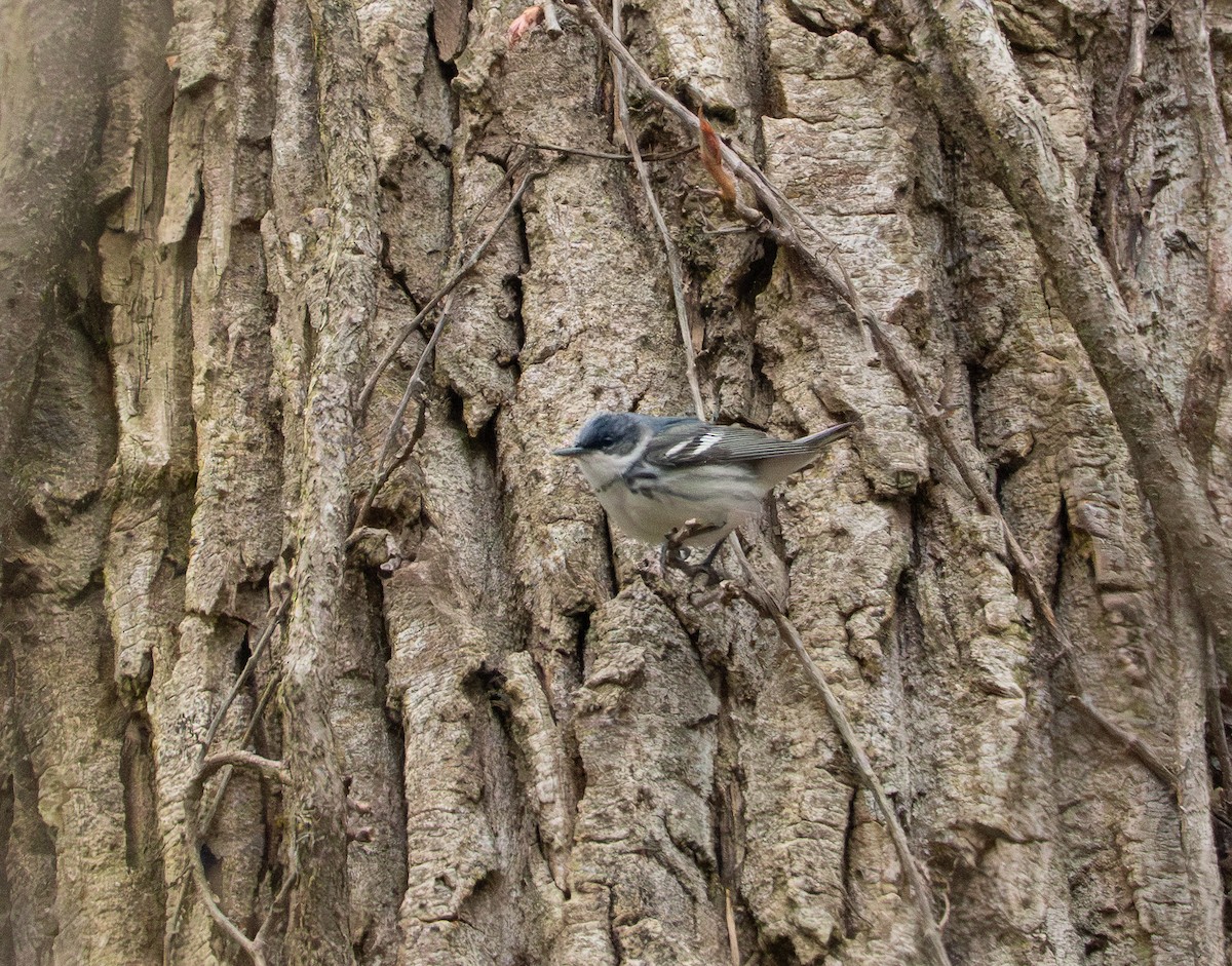 Cerulean Warbler - ML642453705