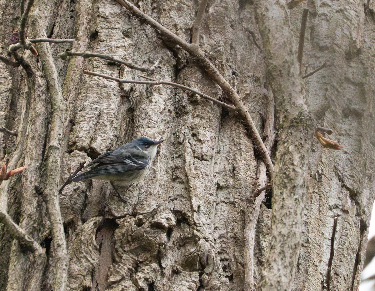 Cerulean Warbler - ML642453706