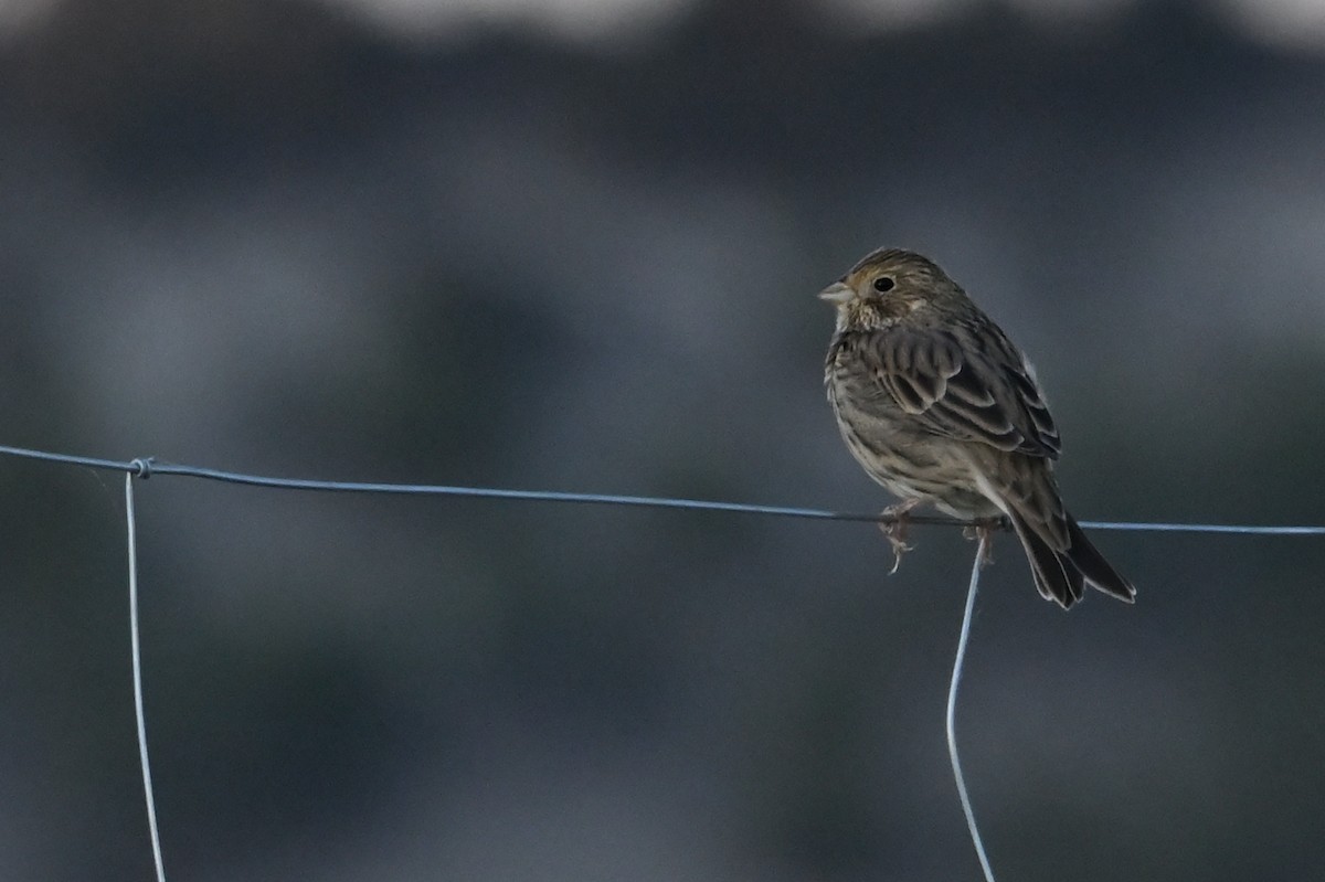 Corn Bunting - ML642453740