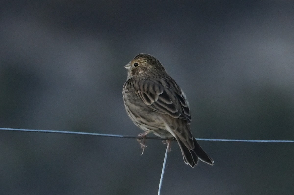 Corn Bunting - ML642453741