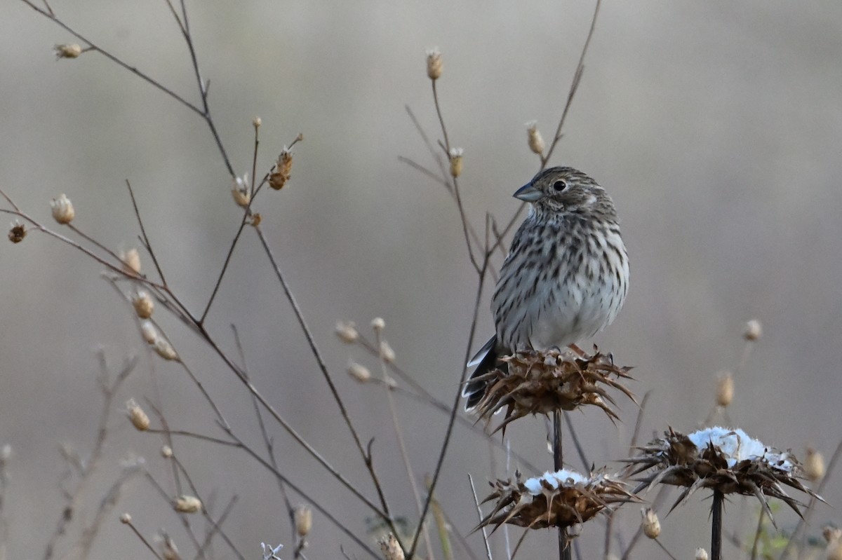 Corn Bunting - ML642453742