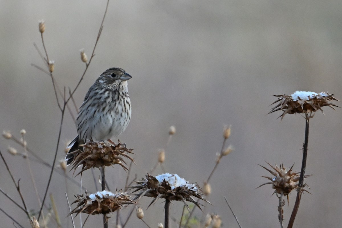 Corn Bunting - ML642453743