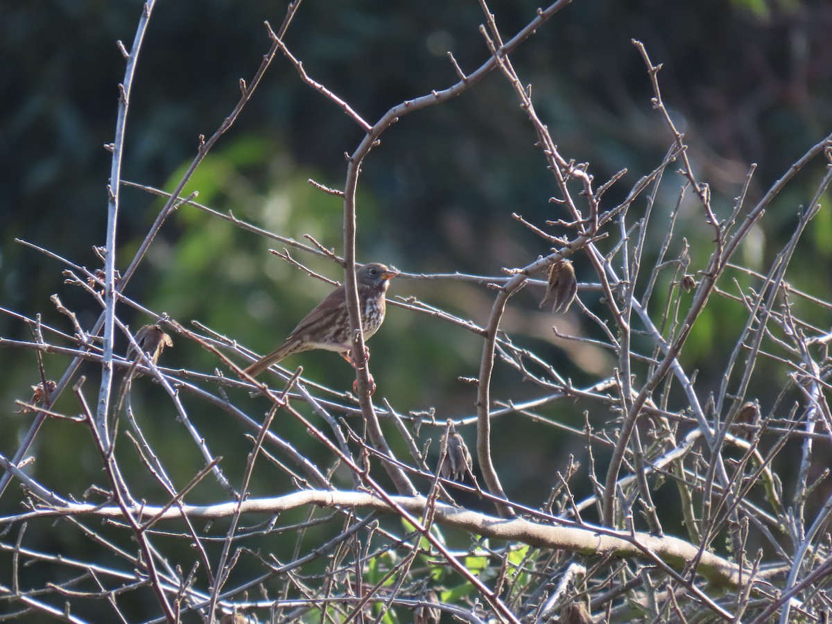 Fox Sparrow (Sooty) - ML642453782