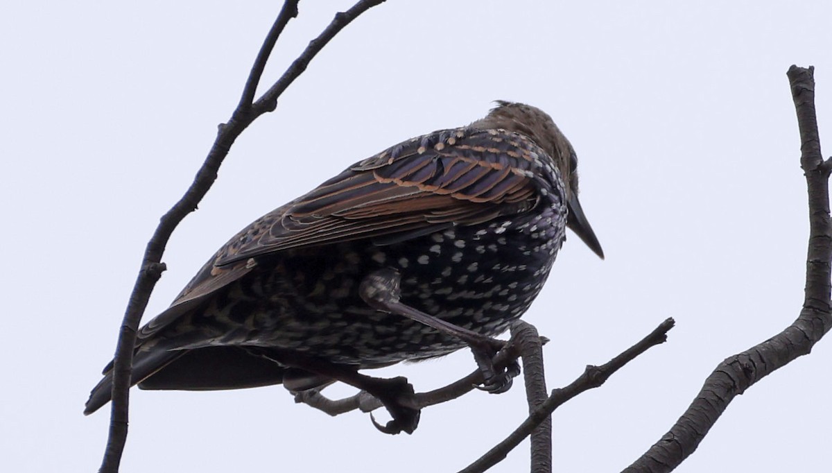 European Starling - ML642453790