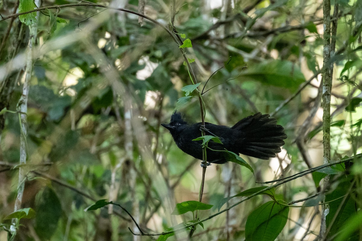 Tufted Antshrike - ML642453797