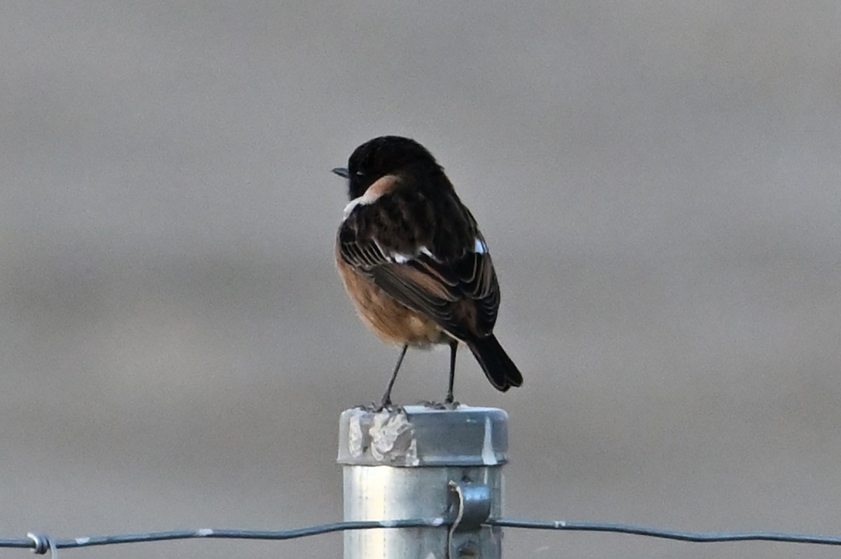 European Stonechat - ML642453805