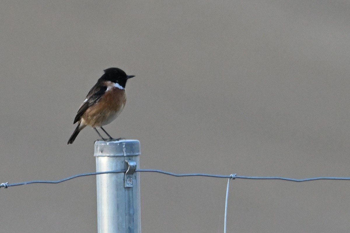 European Stonechat - ML642453807