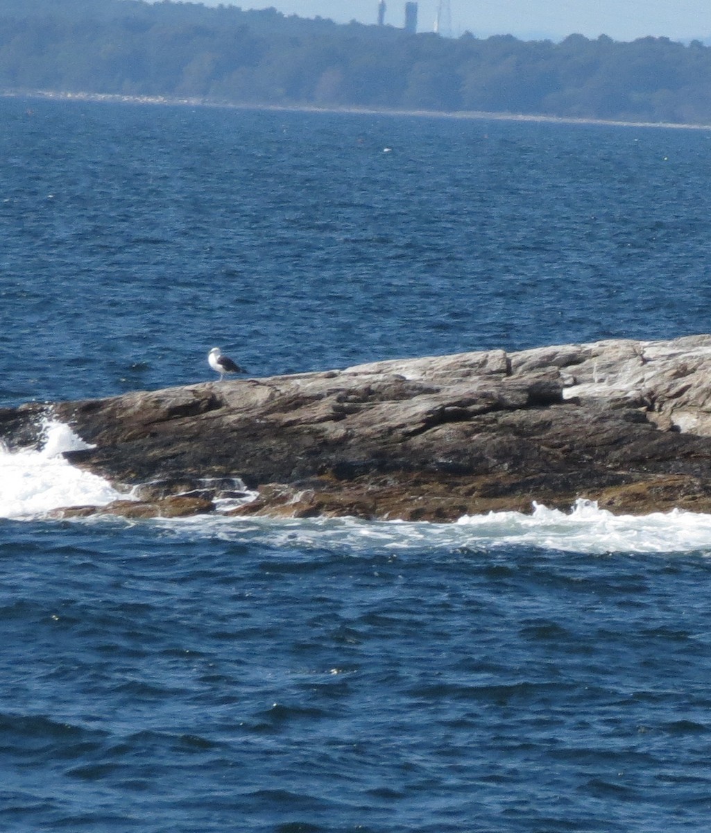 オオカモメ - ML642453810