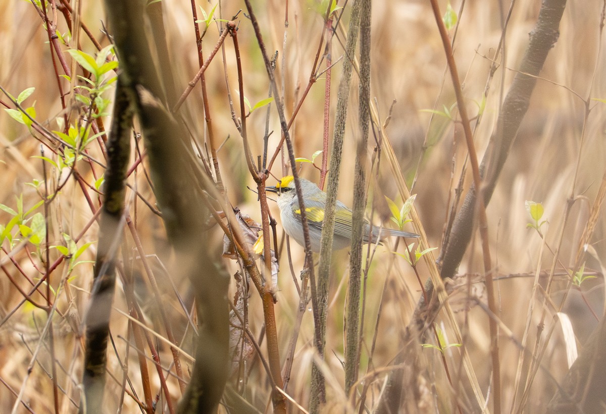 Brewster's Warbler (hybrid) - ML642453812