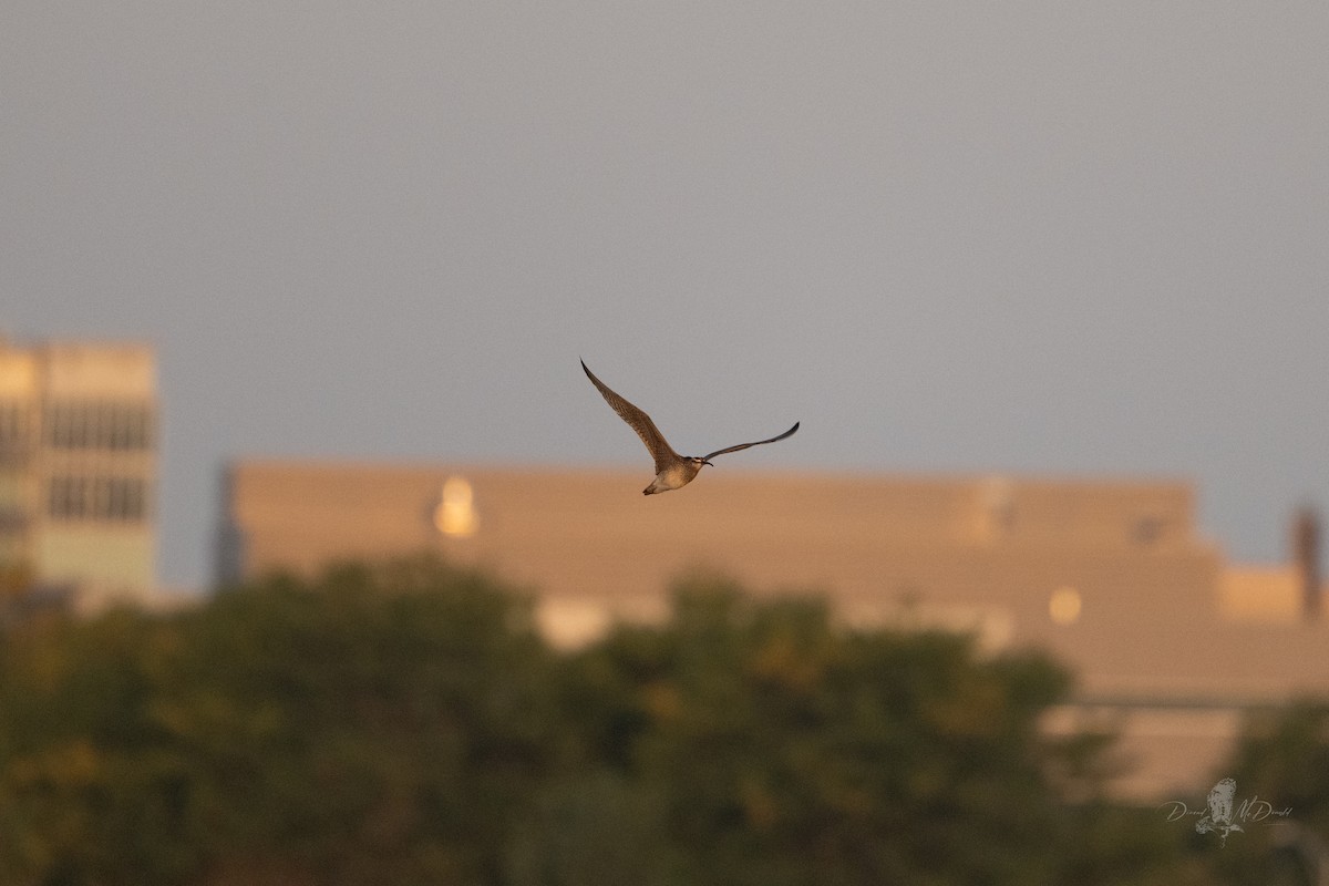 Regenbrachvogel - ML642453817
