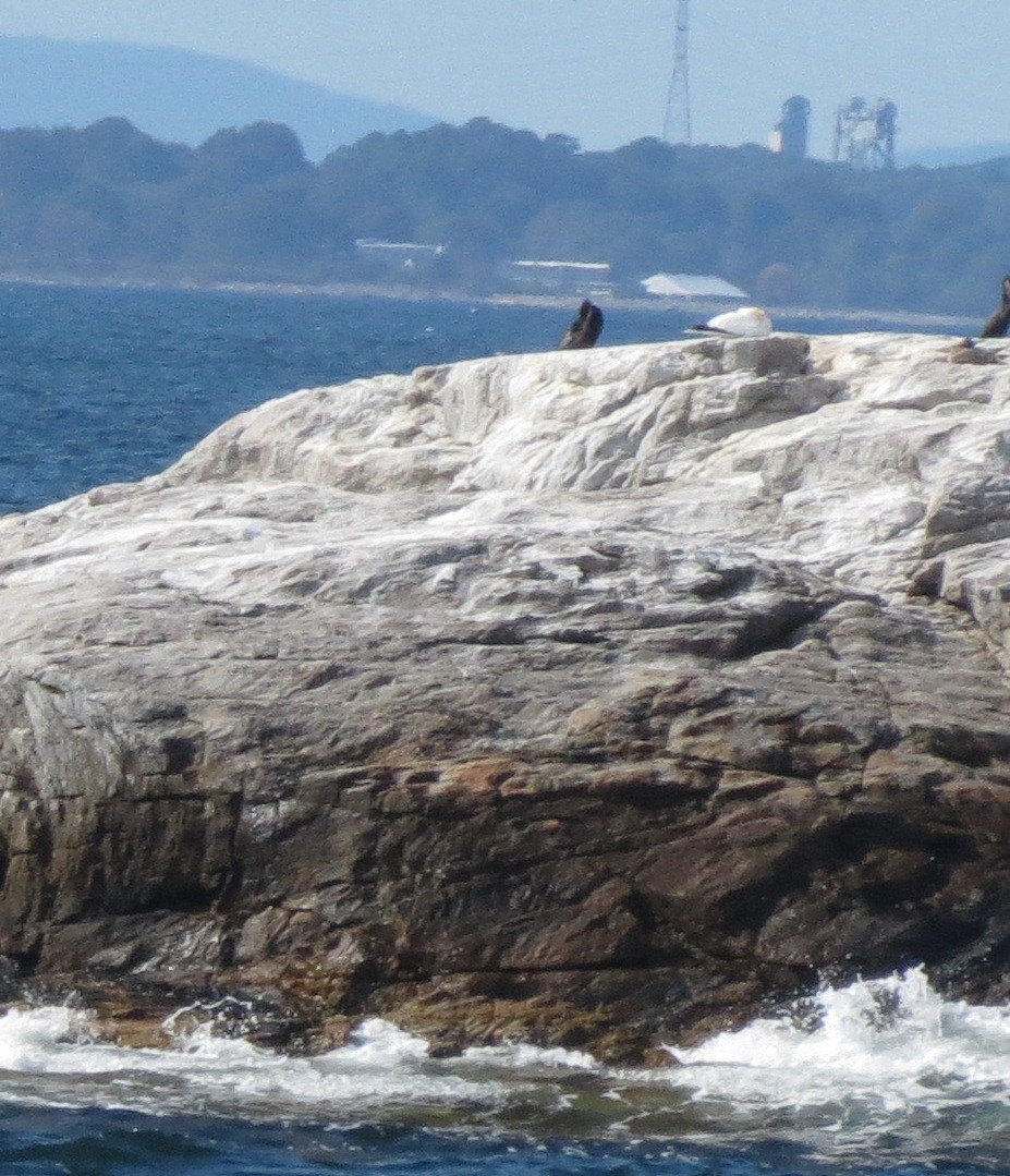 シロカツオドリ - ML642453820