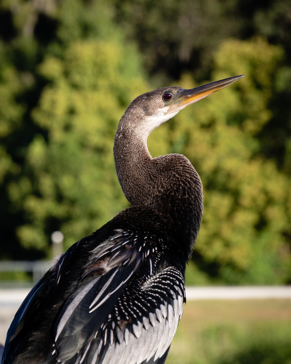 Anhinga - ML642453831