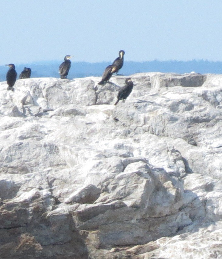 カワウ - ML642453832