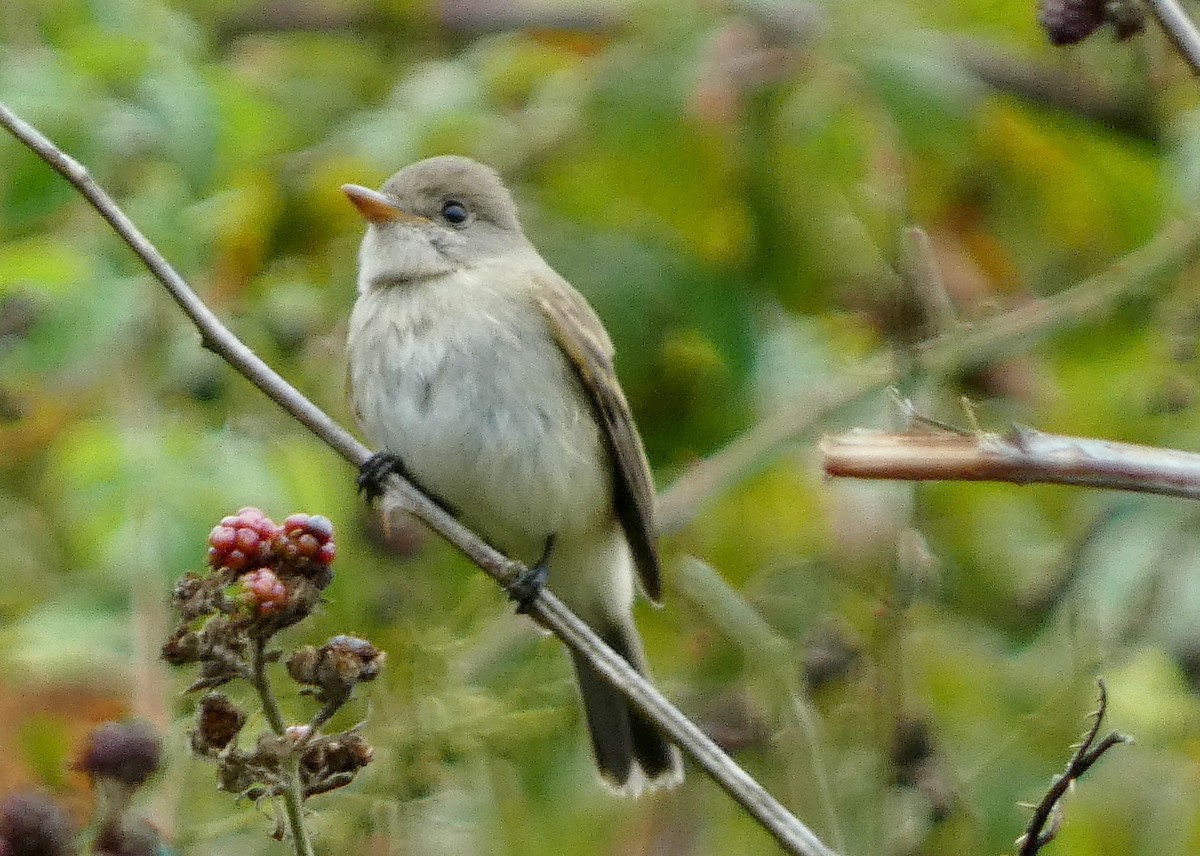 Willow Flycatcher - ML642453838