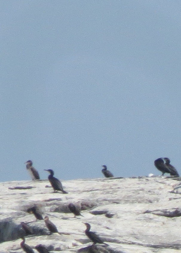 カワウ - ML642453842