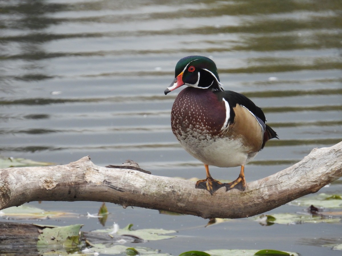Wood Duck - ML642453844