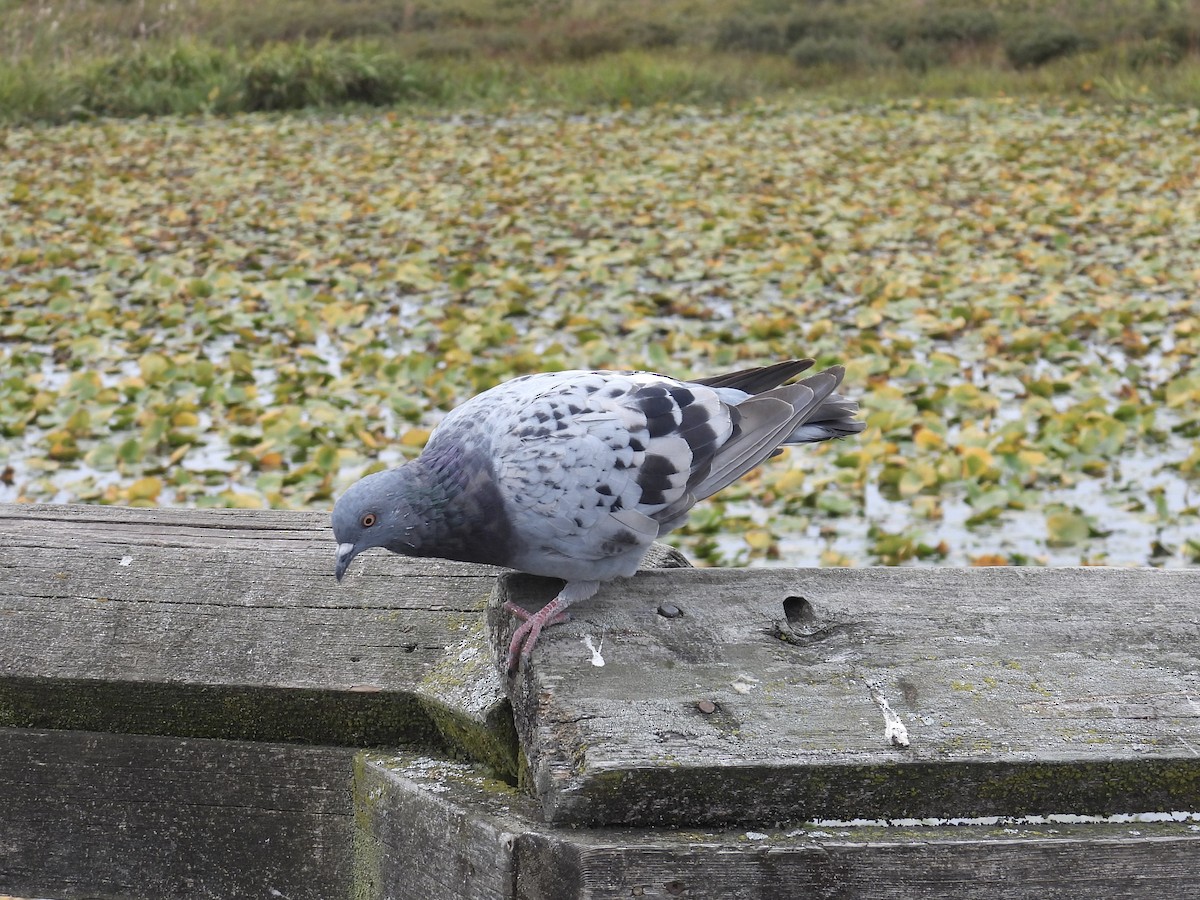 Rock Pigeon (Feral Pigeon) - ML642453857
