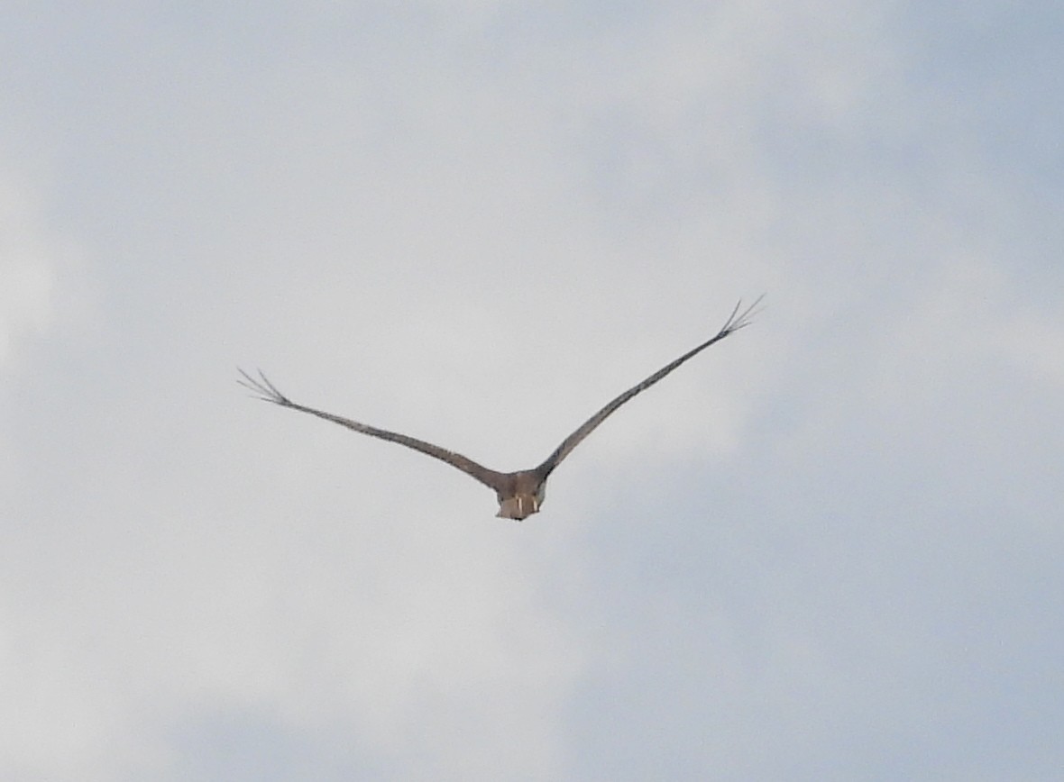 Águila Pescadora - ML642453859