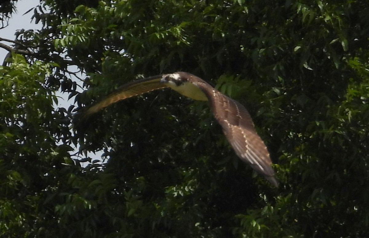Águila Pescadora - ML642453860