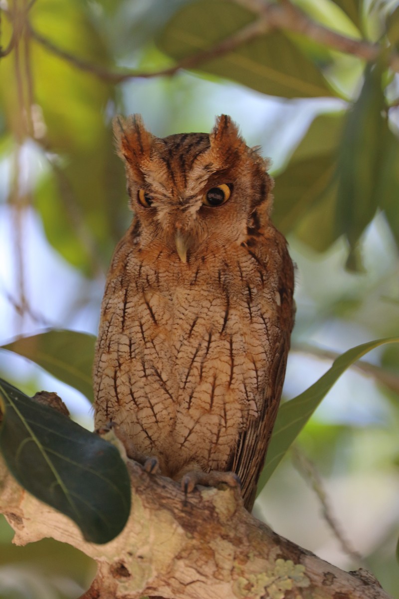 Tropical Screech-Owl - ML642453865
